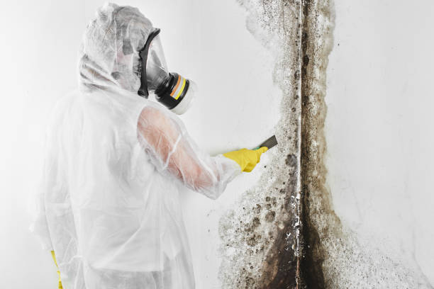 Best Certified Mold Removal  in Camp Hill, AL