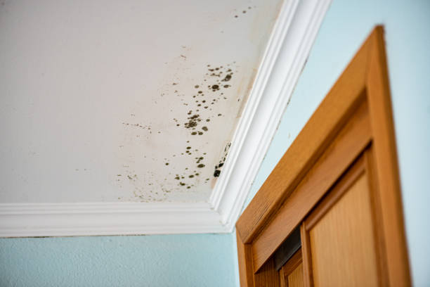 Best Mold Remediation Services  in Camp Hill, AL
