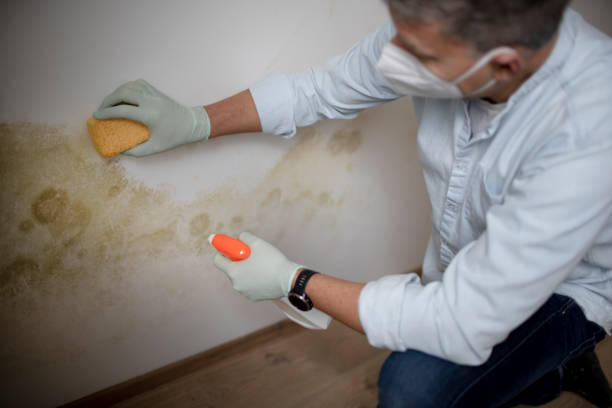 Best Emergency Mold Removal  in Camp Hill, AL