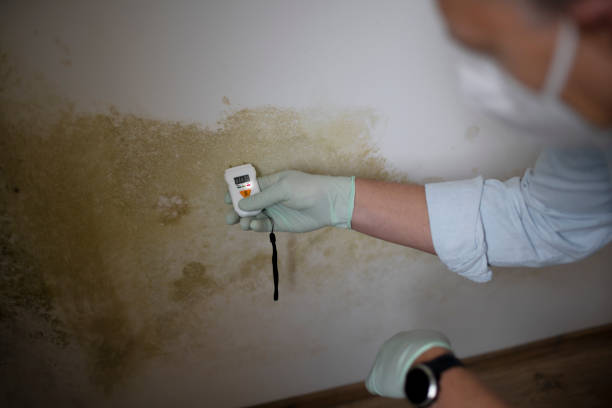 Best Mold Testing and Removal  in Camp Hill, AL