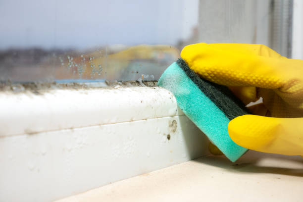 Best Office Mold Removal Services  in Camp Hill, AL