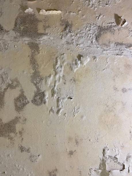 Best Local Mold Removal Service  in Camp Hill, AL