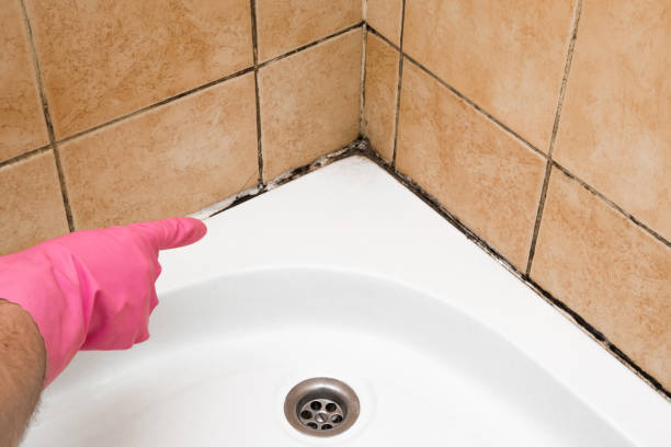 Attic Mold Removal in Camp Hill, AL