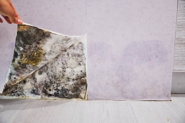 Trusted Camp Hill, AL Mold Removal Experts